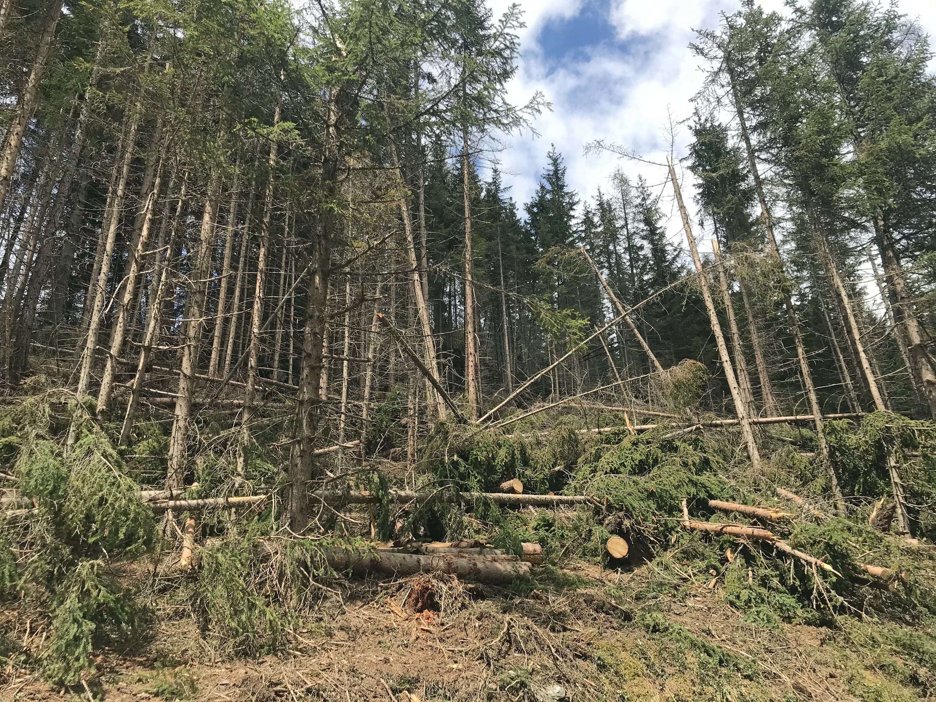 Vor allem in Osttirol gibt es noch große Mengen an Schadholz, das dringend aufgearbeitet werden muss.