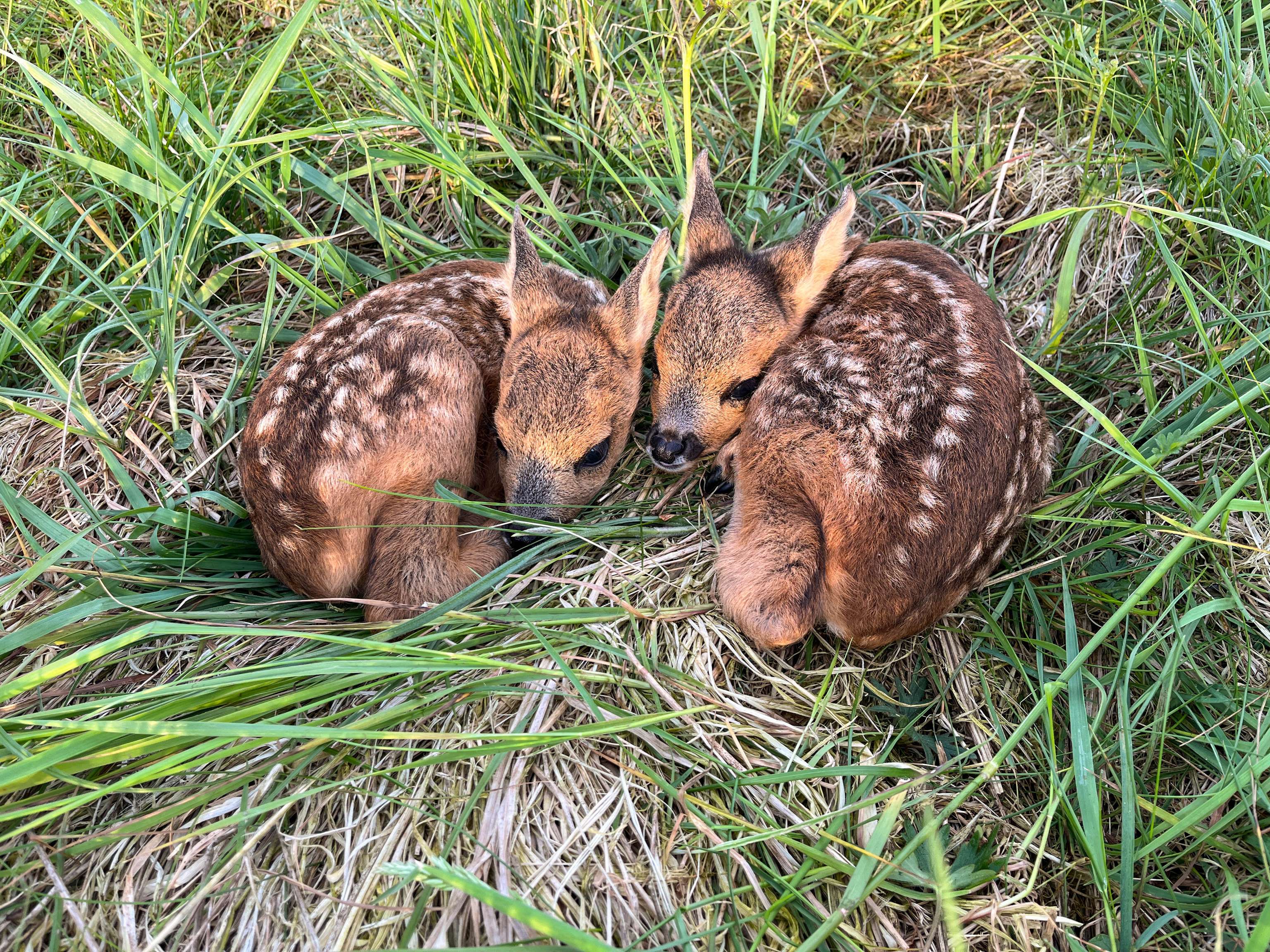 Rehkitze in der Wiese