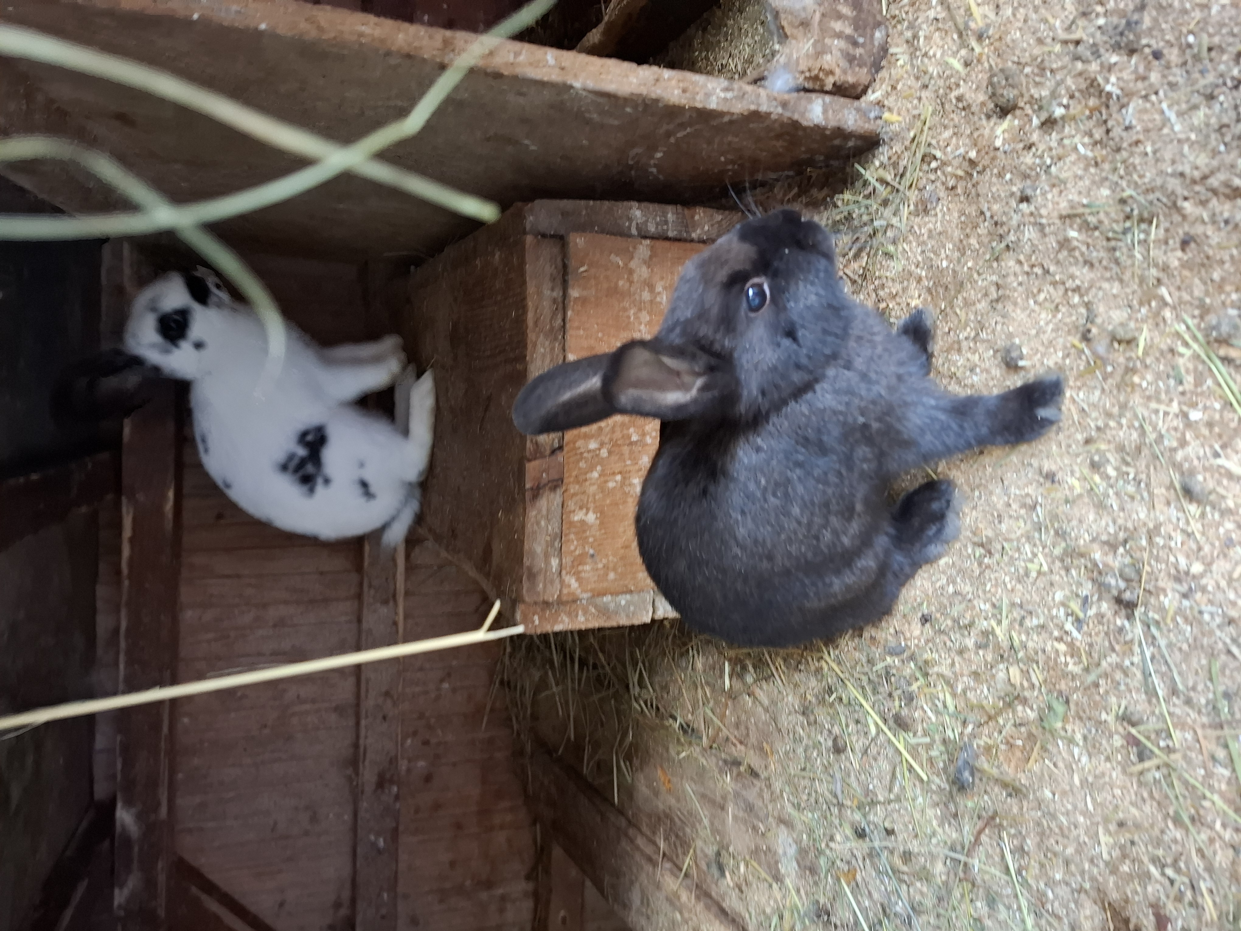Bild von Anzeige: Tiere