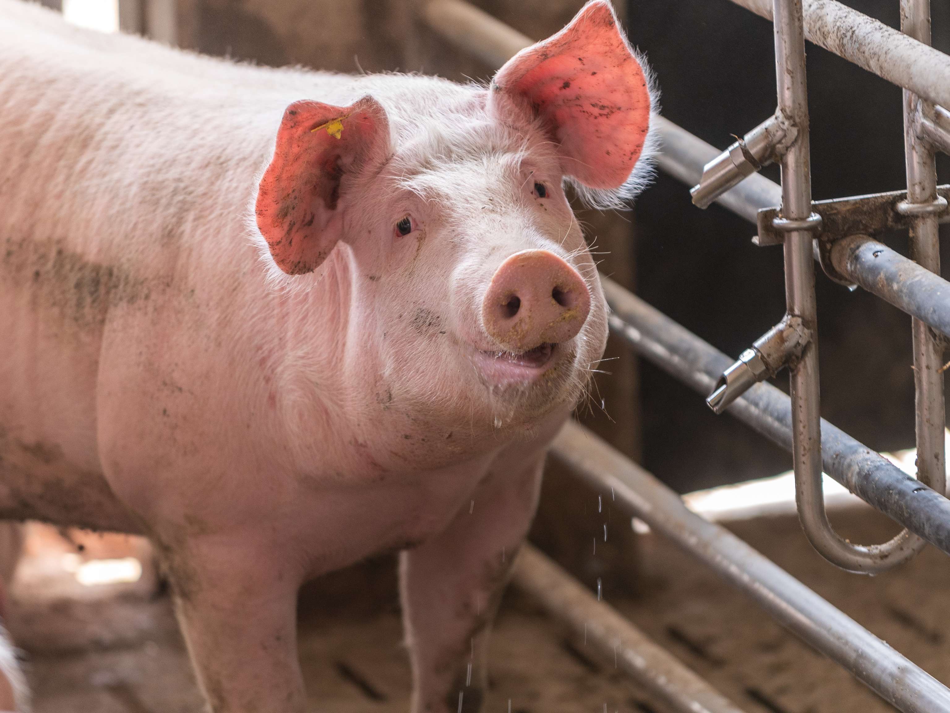 Mastschwein im Stall