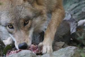 Wolf 970490 2