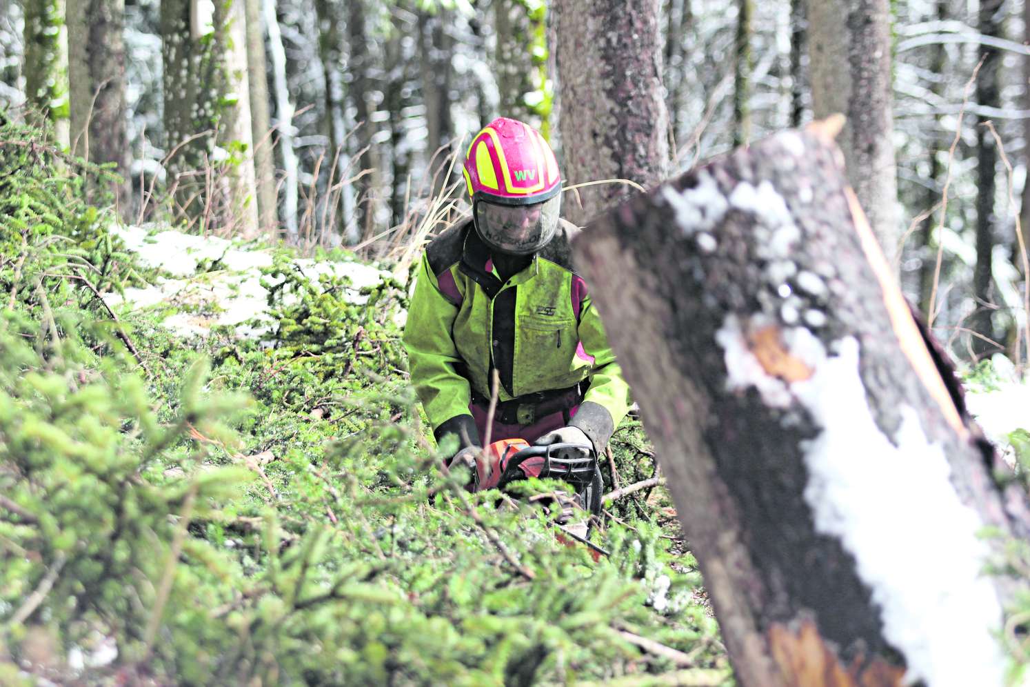 Forstarbeiter entastet einen Baum