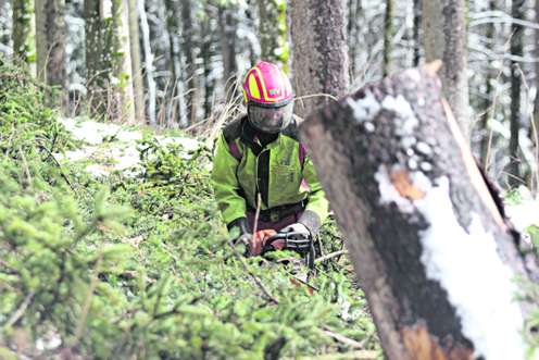 Forstarbeiter entastet einen Baum