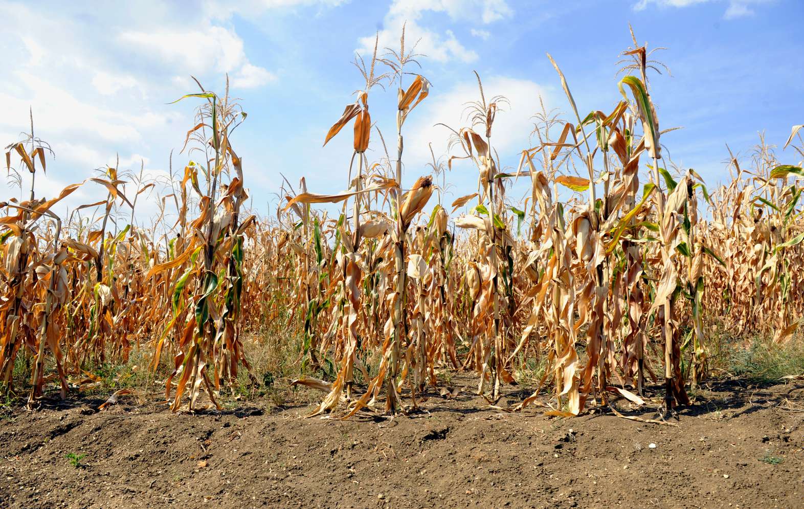 Dürre setzt dem Mais zu: Raiffeisen unterstützt betroffene  Landwirtschaftsbetriebe mit Überbrückungshilfen.