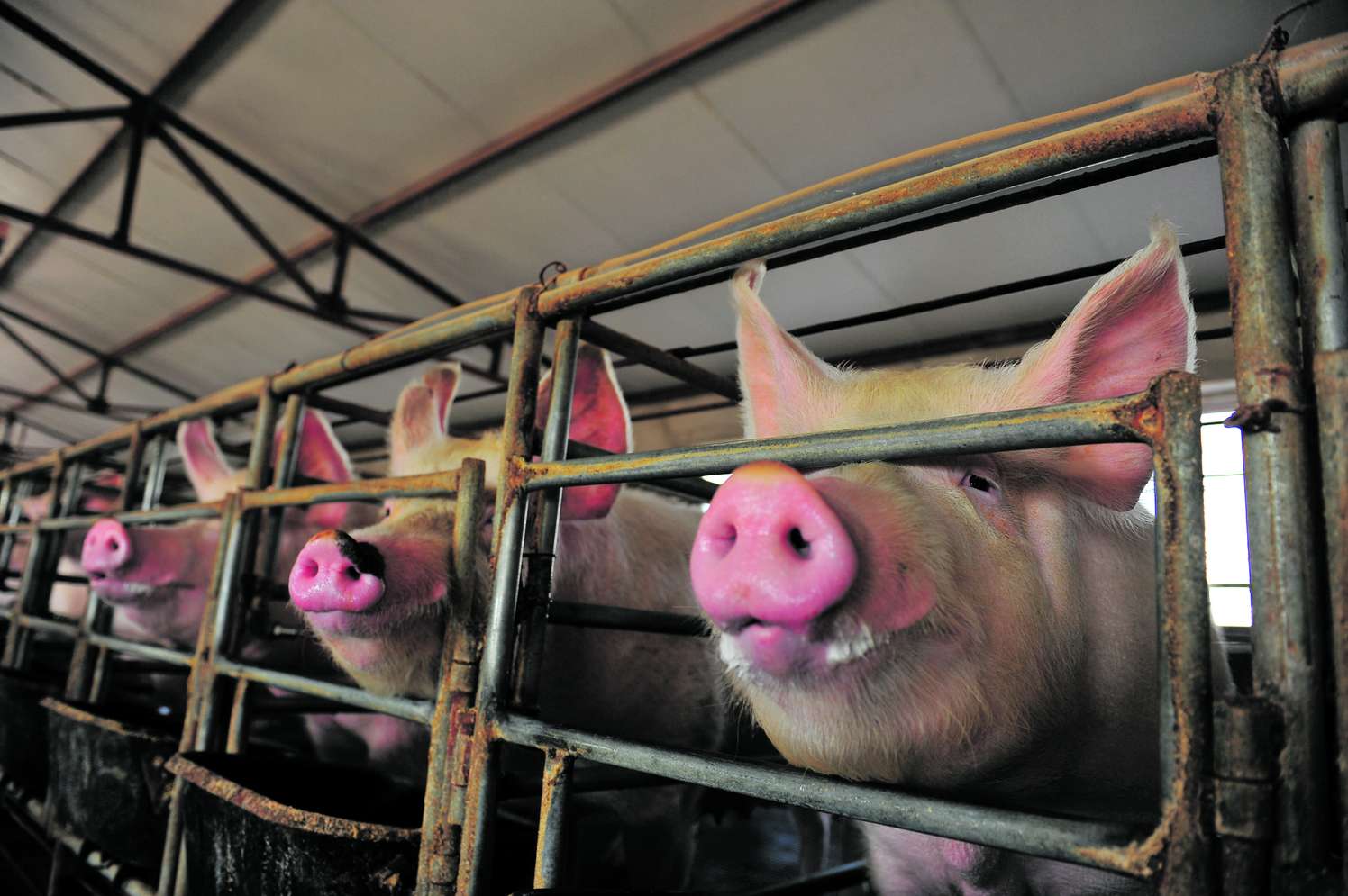 Schweine in einem Stall