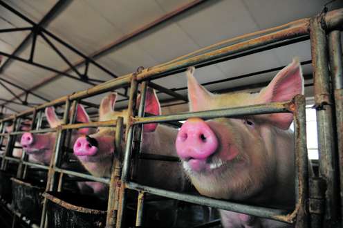 Schweine in einem Stall