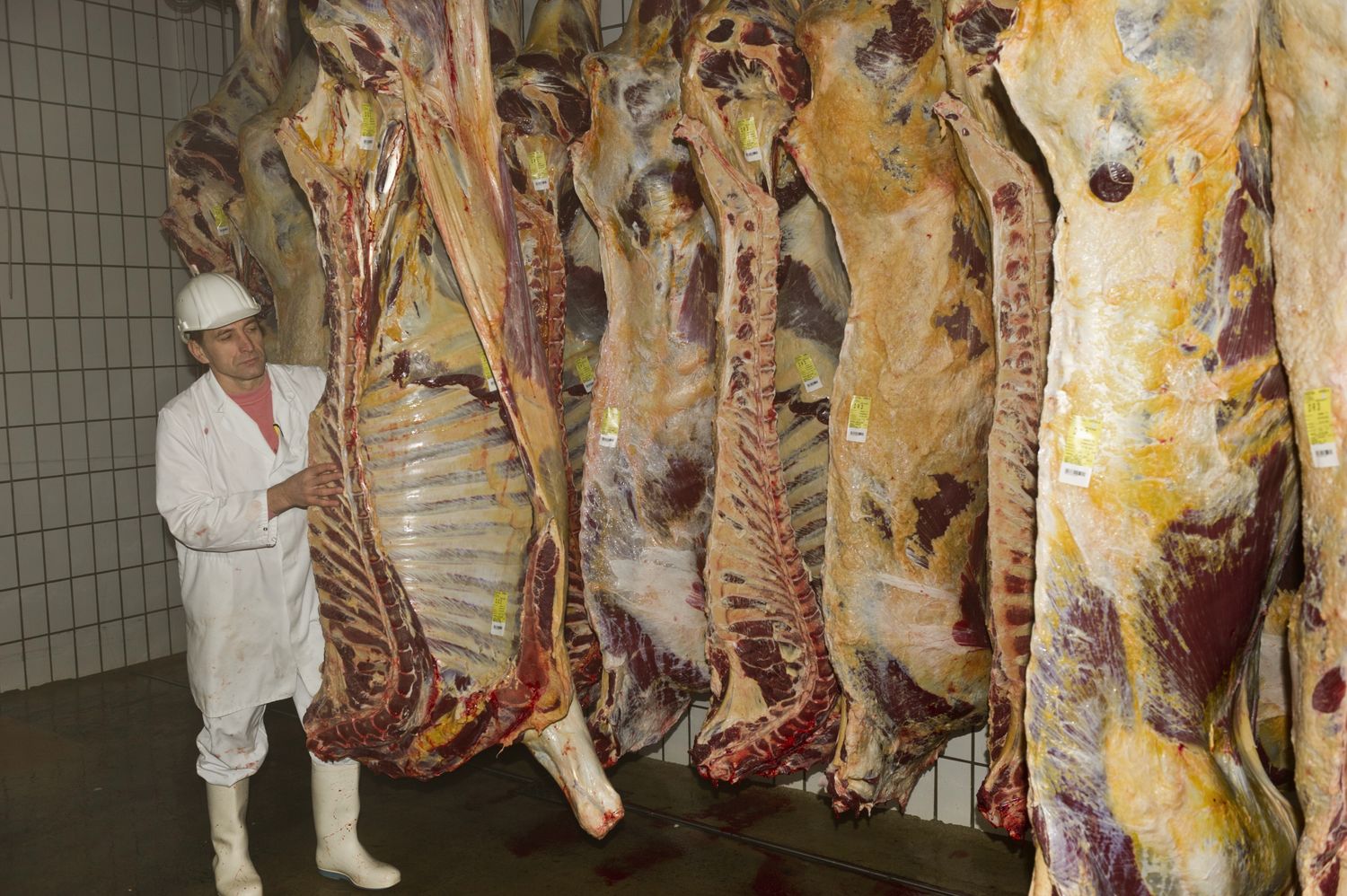 Rind_klassifizieren_6-ID52604.jpg