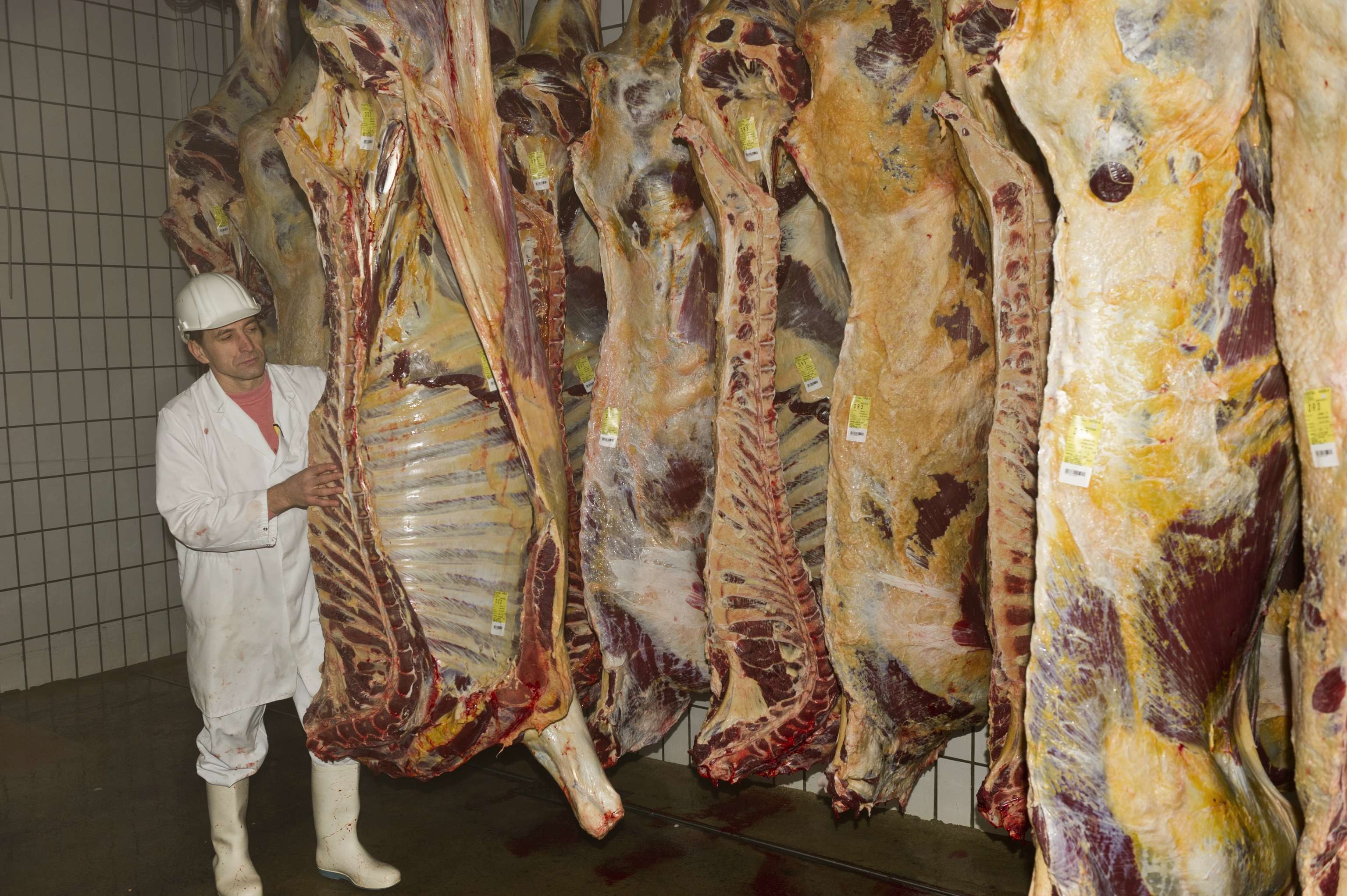 Rind_klassifizieren_6-ID52604.jpg