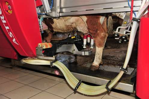 Automatisches Melksystem im Einsatz