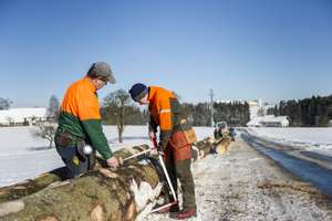 Ein Baumstamm wird gemessen.