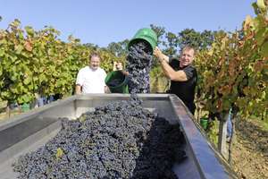 Wein wird gelesen