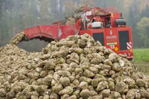 Zuckerrüben werden geerntet