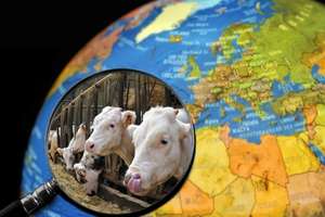 Cows In Cattle Breeder’s Cowshed Seen Through Magnifying Glass Held Against Illuminated Terrestrial Globe