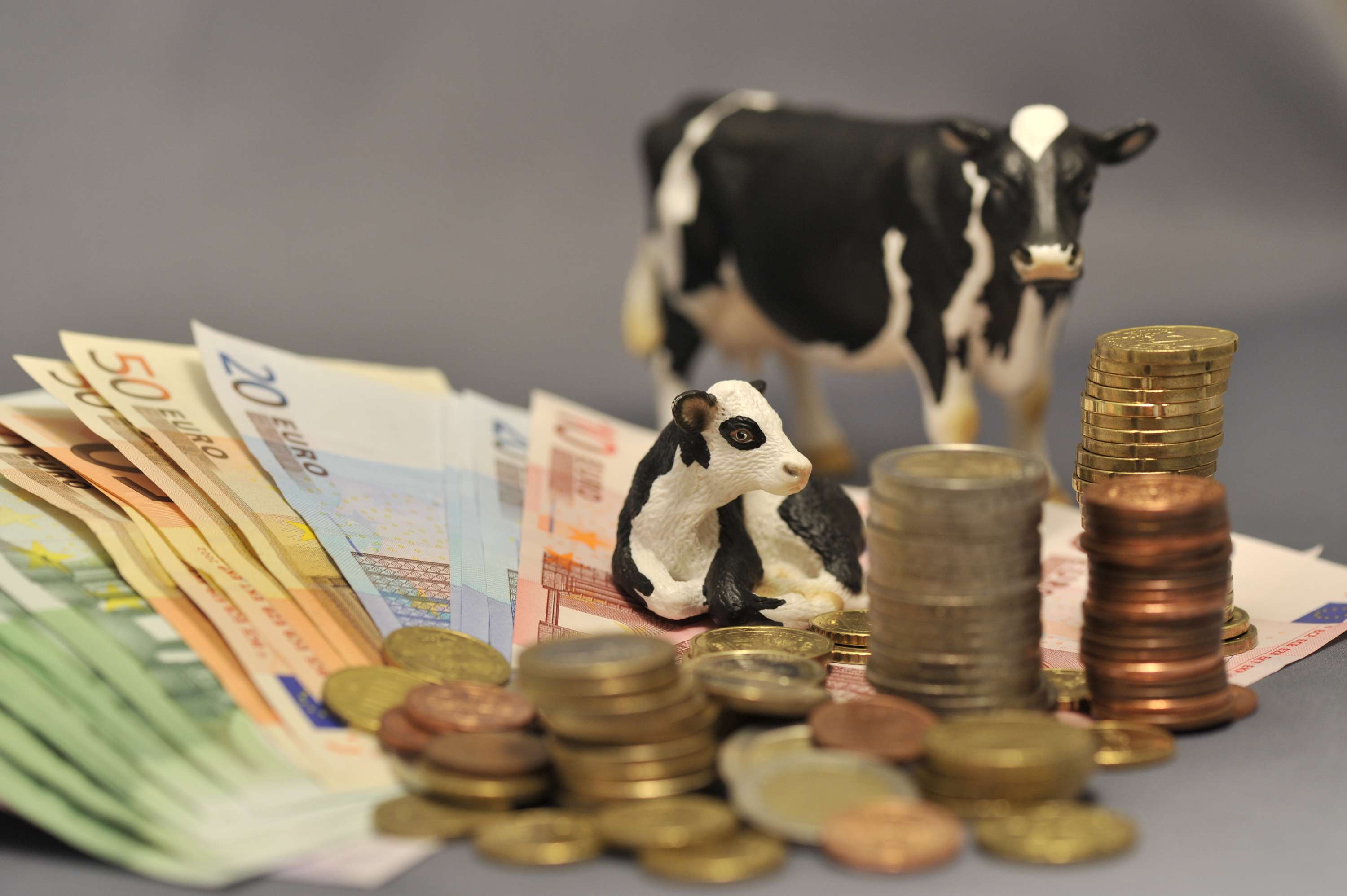 Finanzen_Rinder_1-ID46329
