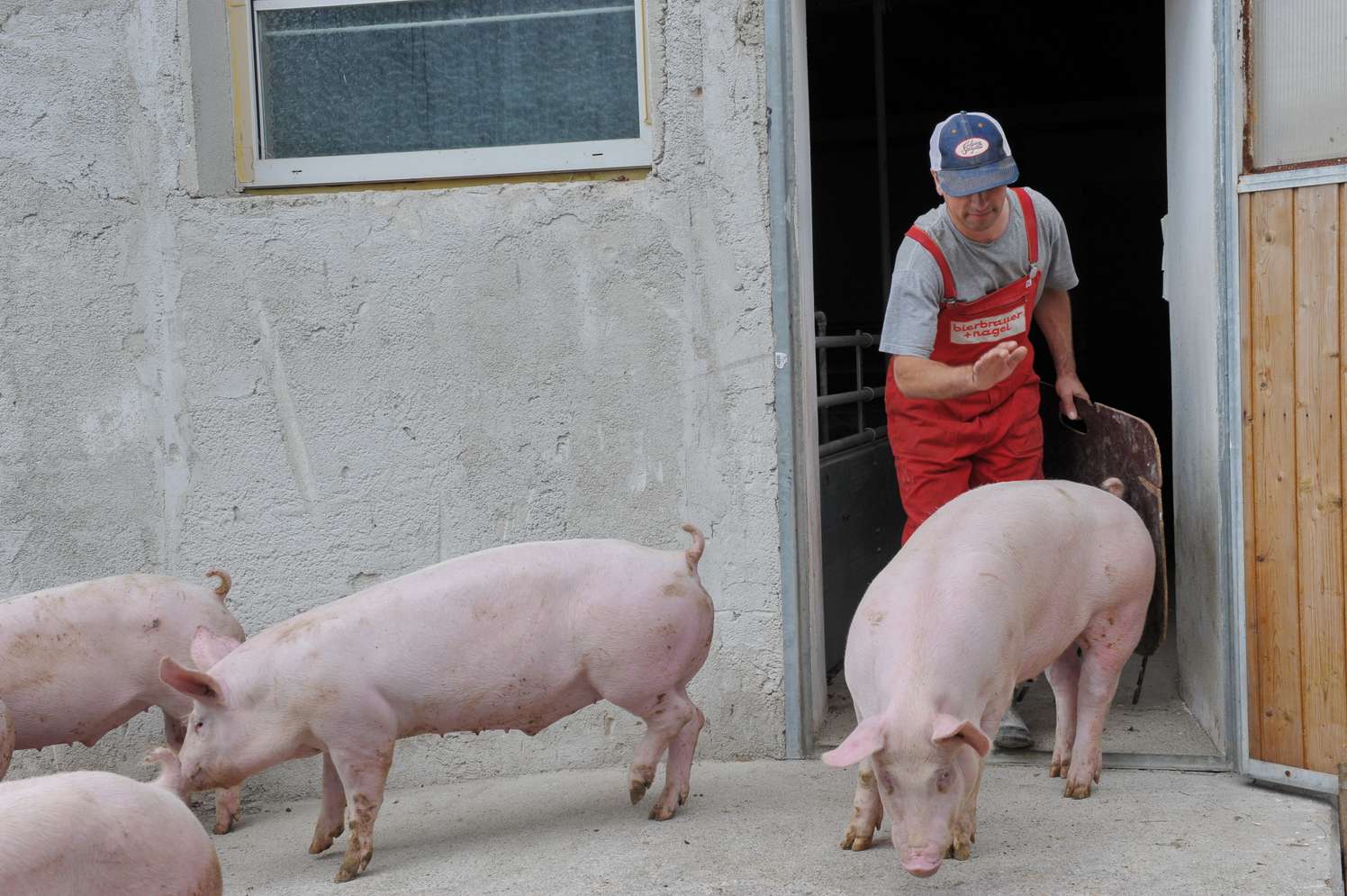 Bauer treibt Schweine aus dem Stall