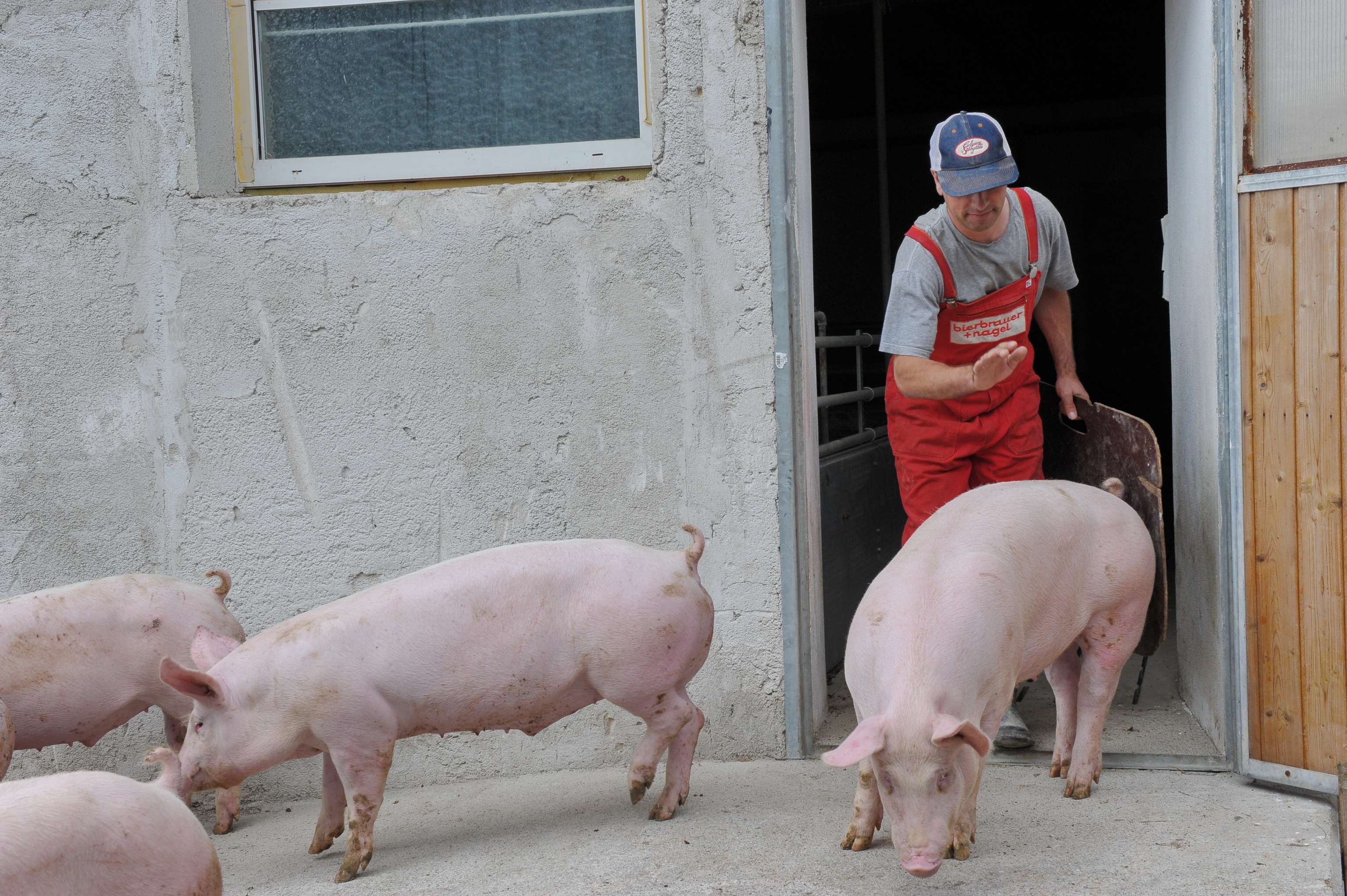Bauer treibt Schweine aus dem Stall