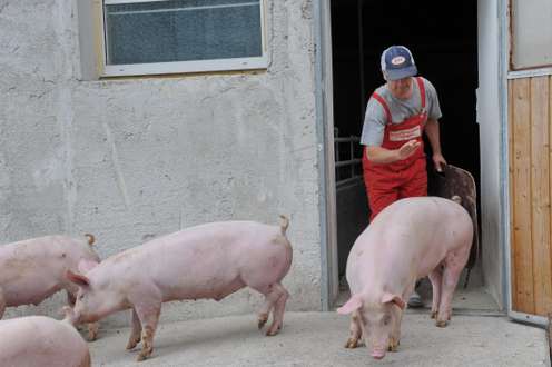 Bauer treibt Schweine aus dem Stall