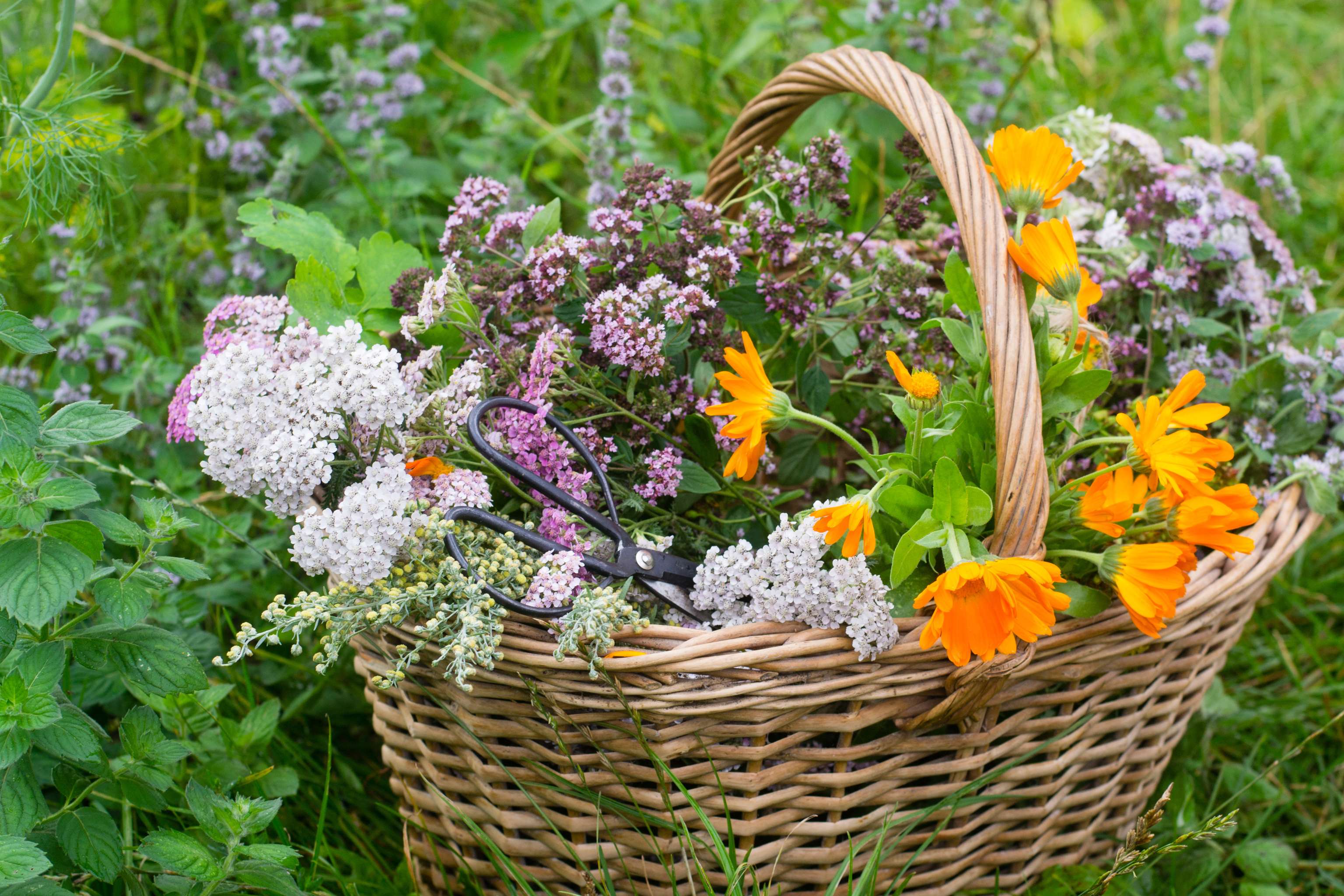 Geflochtener Weidenkorb mit frisch geernteten Kräutern und Blüten wie Ringelblume und Schafgarbe, mit Schere im Garten.