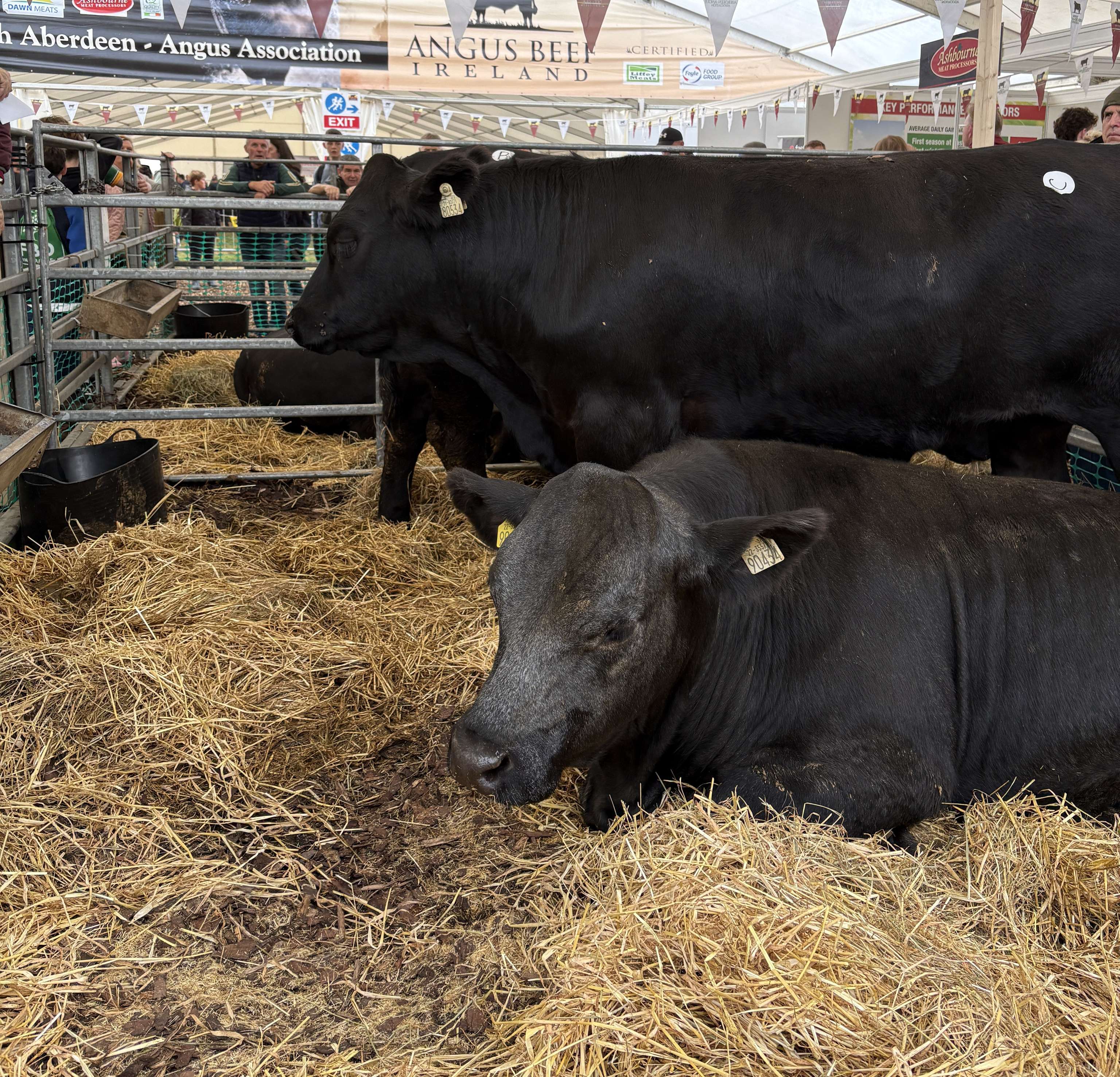 Angus Beef