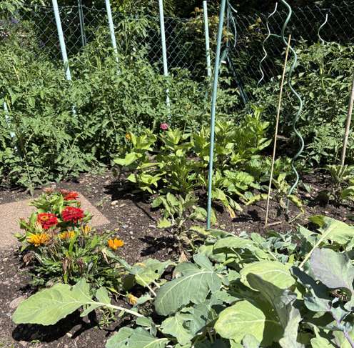 Gemüsegarten