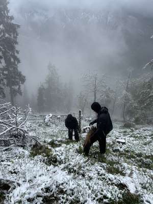 Bergwaldprojekt