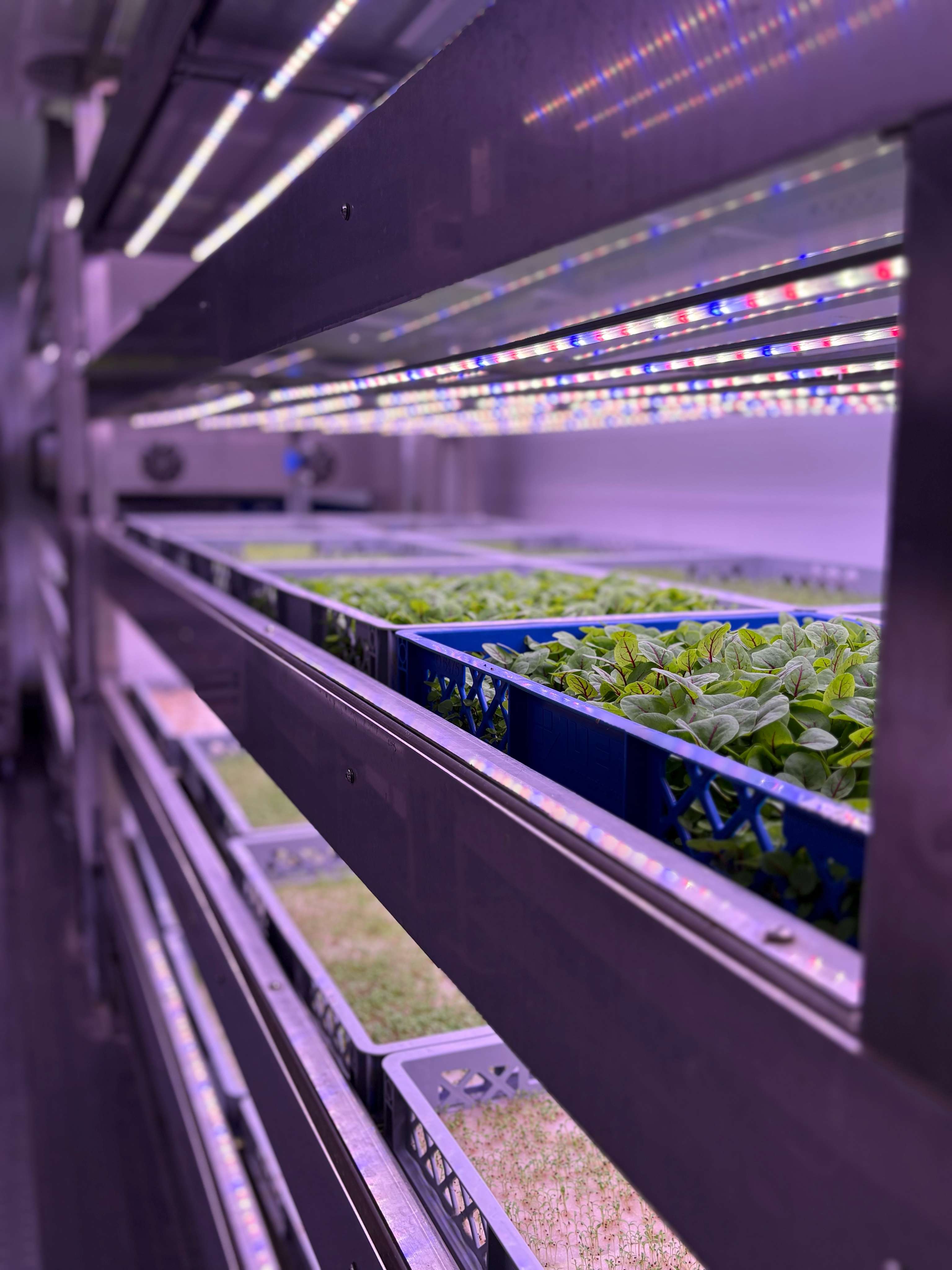 Microgreens ProFarms