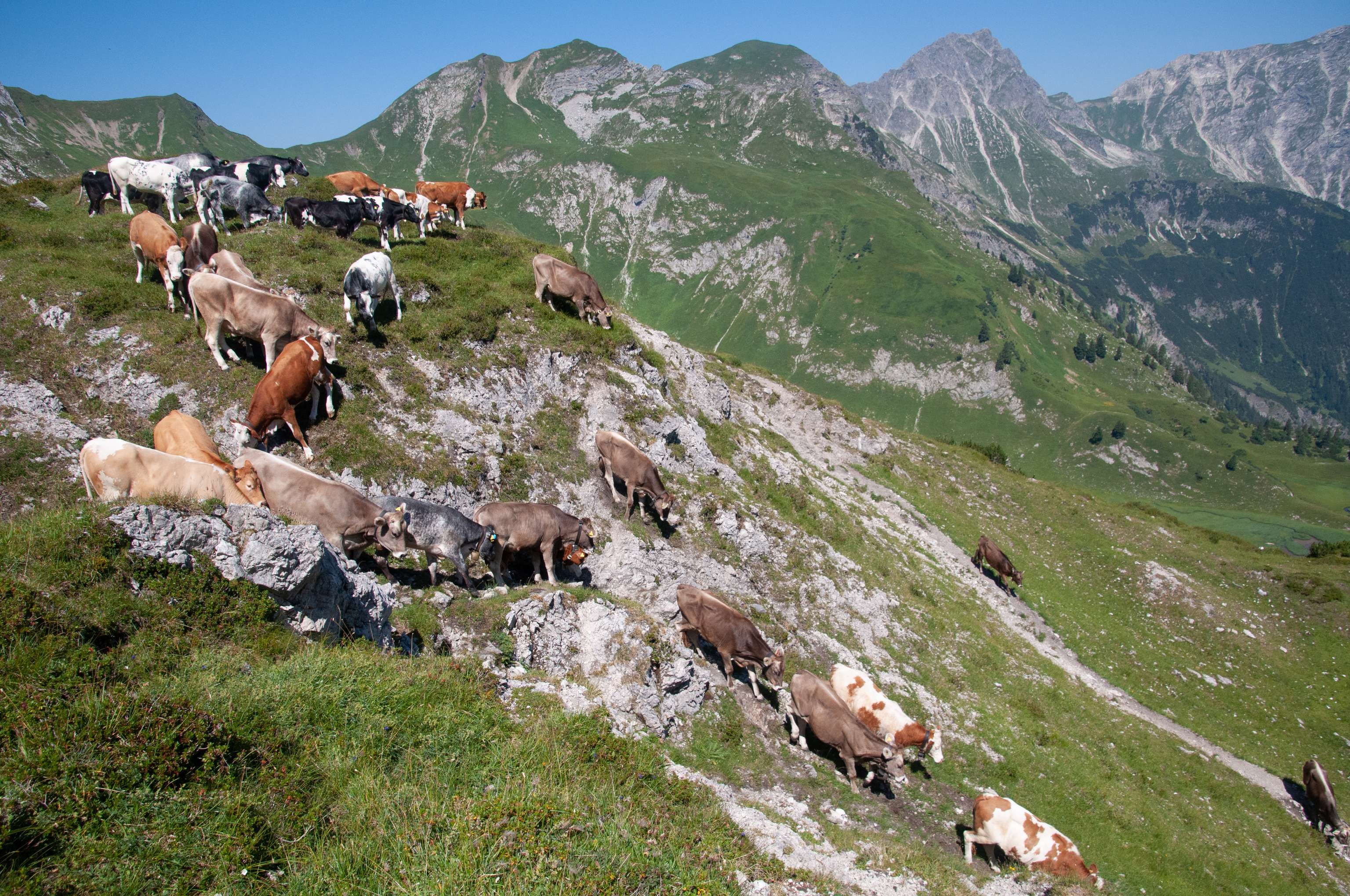 Vieh auf der Alm Berggebiet