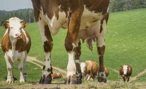 Weidegang Triebwege 2 ID65519