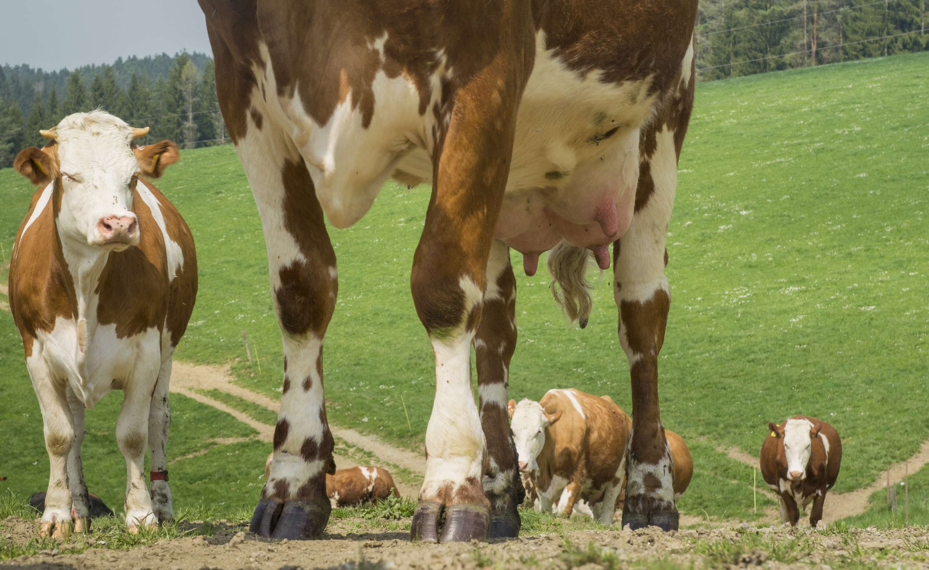 Weidegang Triebwege 2 ID65519