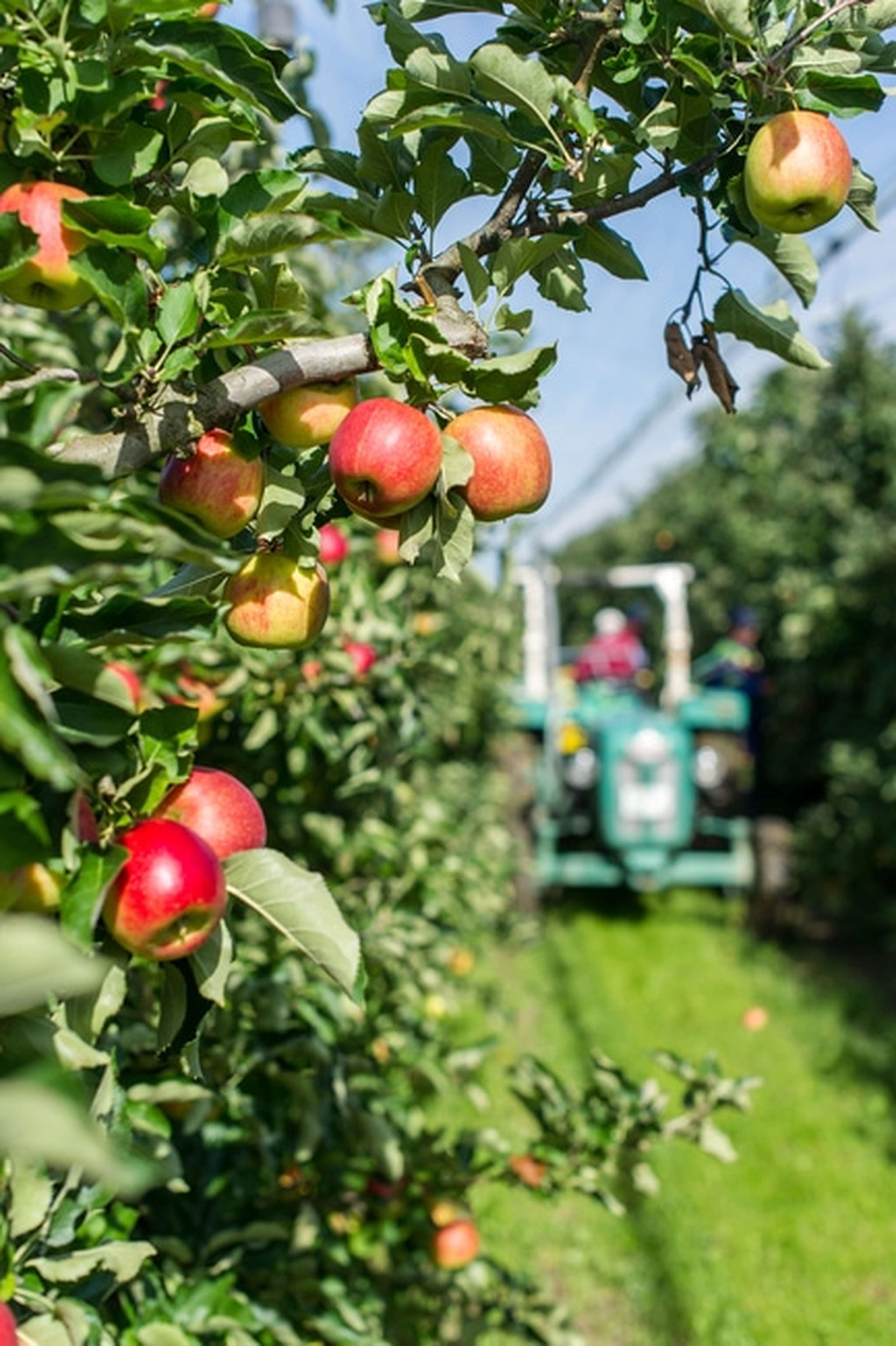 Elstar Ernte 20 ID69834 Size650px