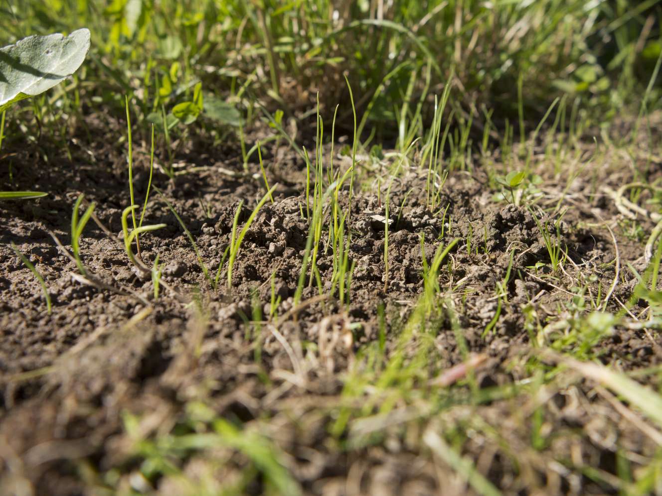 Nahaufnahme von jungen Grashalmen, die aus lockerem braunem Boden sprießen, umgeben von Wildpflanzen im Sonnenlicht.