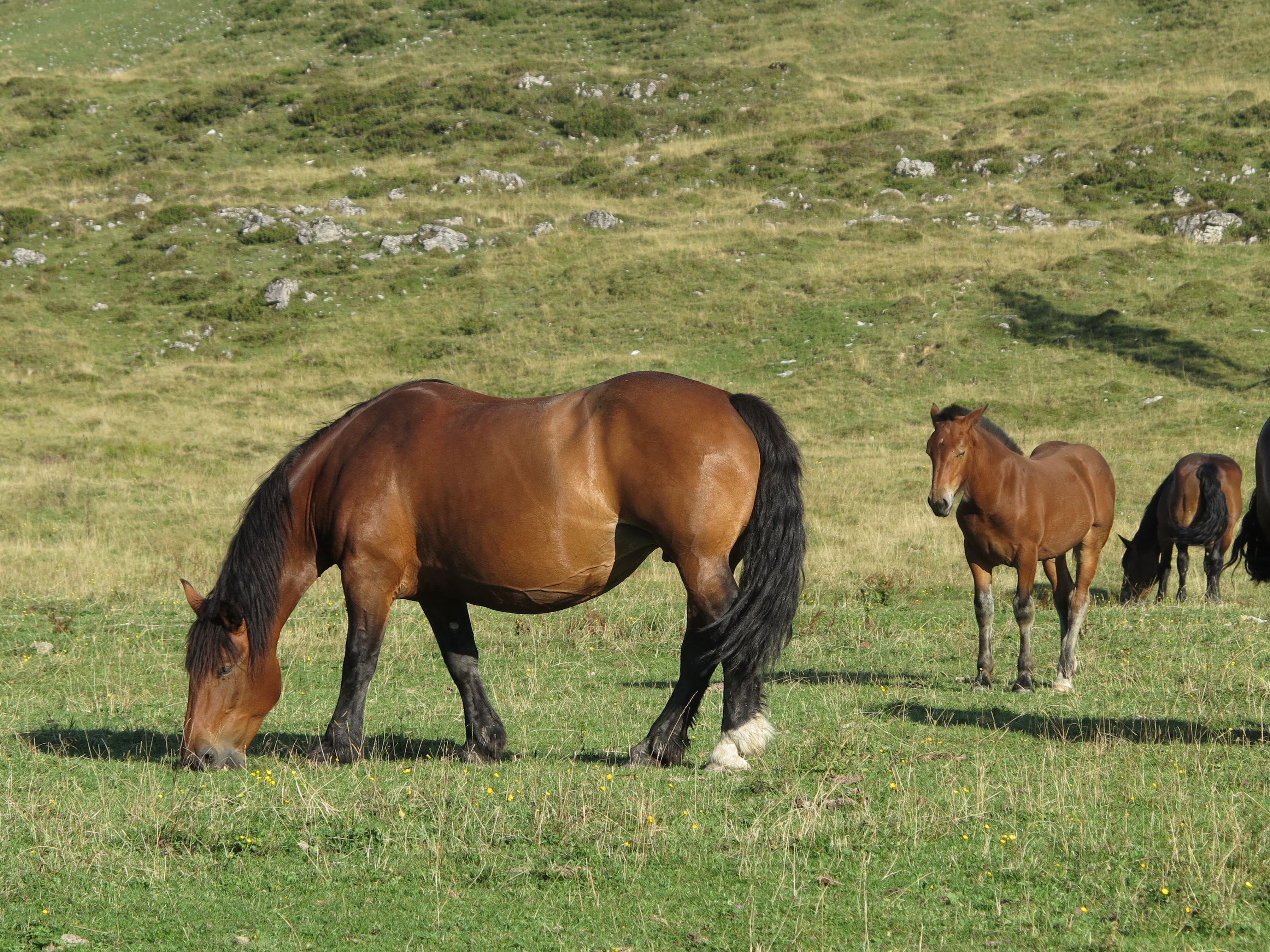 Pferde auf der Alm