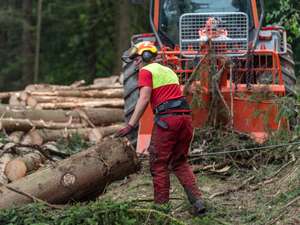 Holzbringung