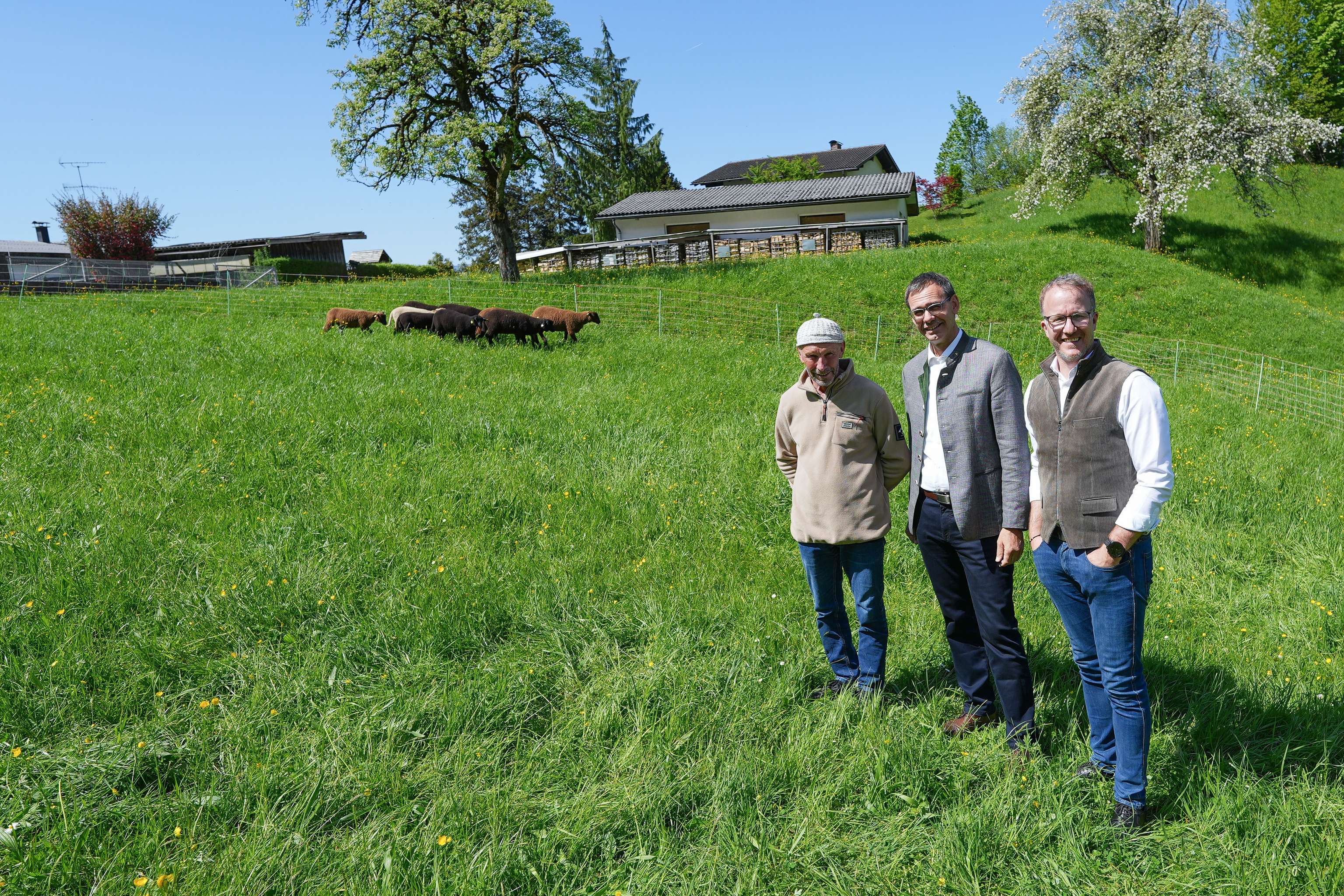 Pk Wolf Vorarlberg