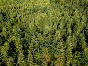 Nadelholz_Aufforstung