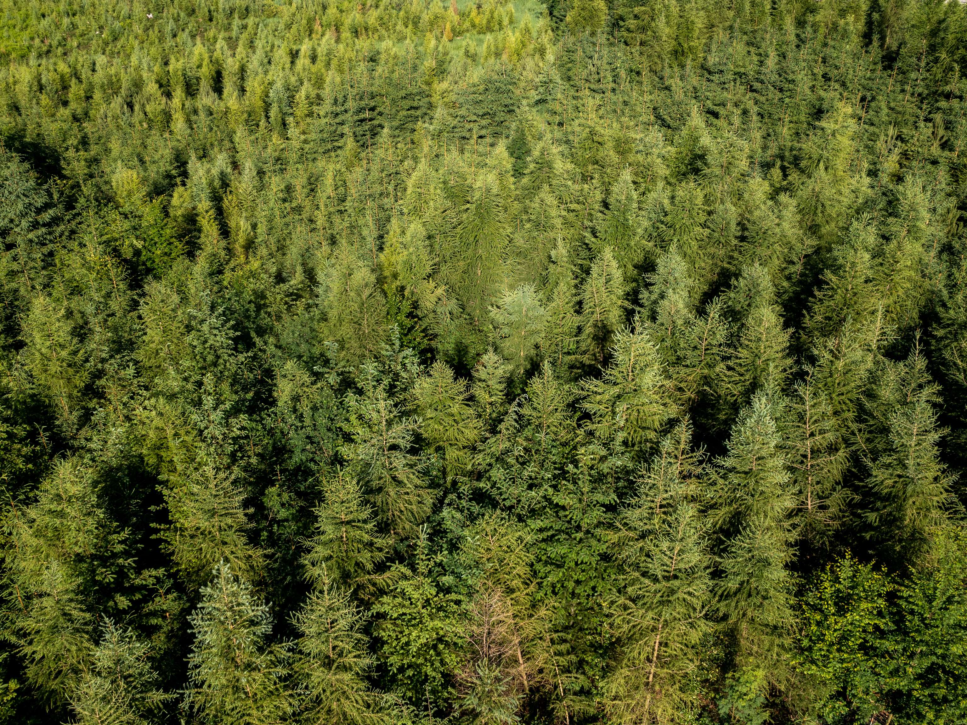 Nadelholz_Aufforstung