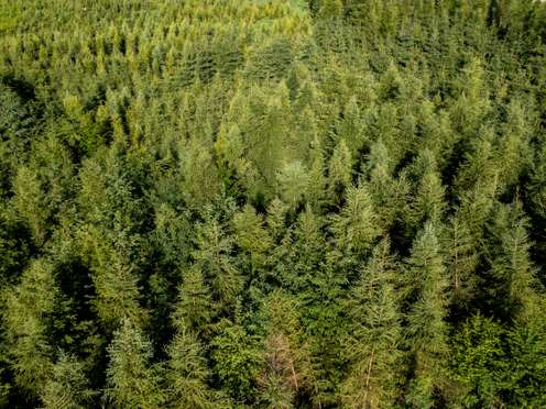 Nadelholz_Aufforstung