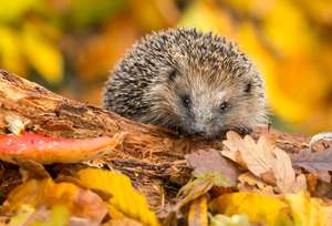 Igel sitz auf einem Stück Holz umringt von Laub