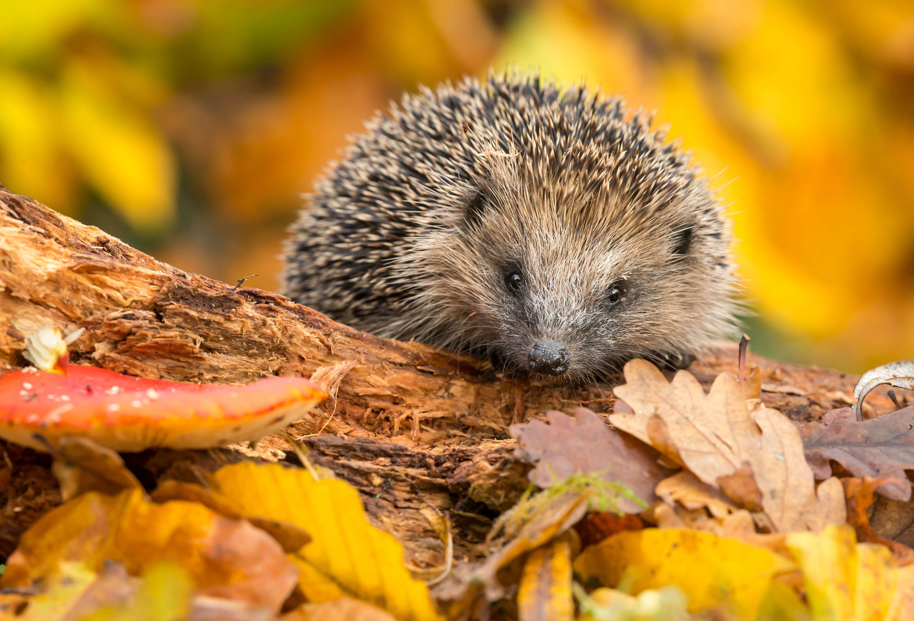 Igel sitz auf einem Stück Holz umringt von Laub