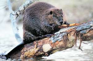 Biber im Fluss auf Holzstamm