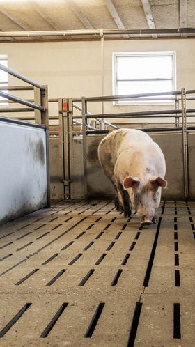 Mastschwein