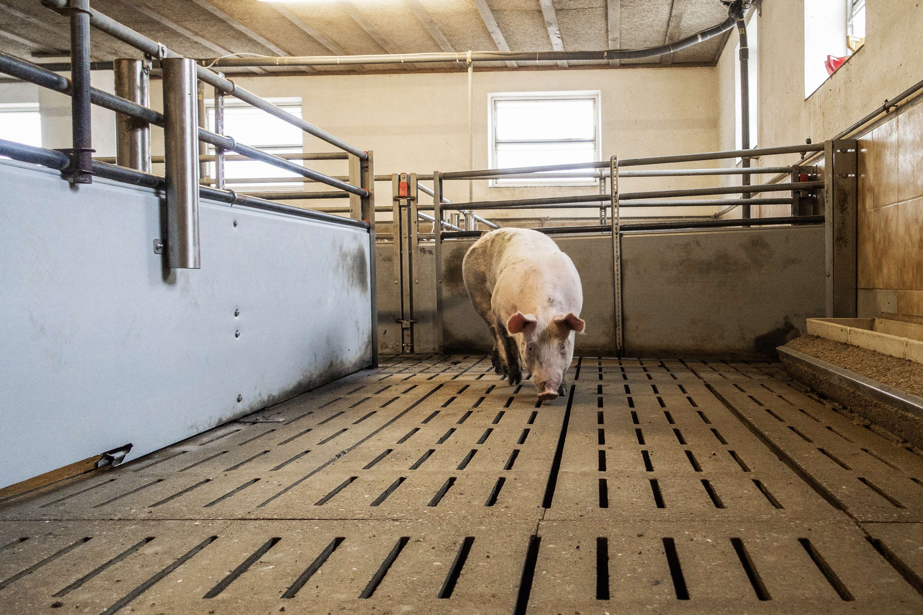 Mastschwein