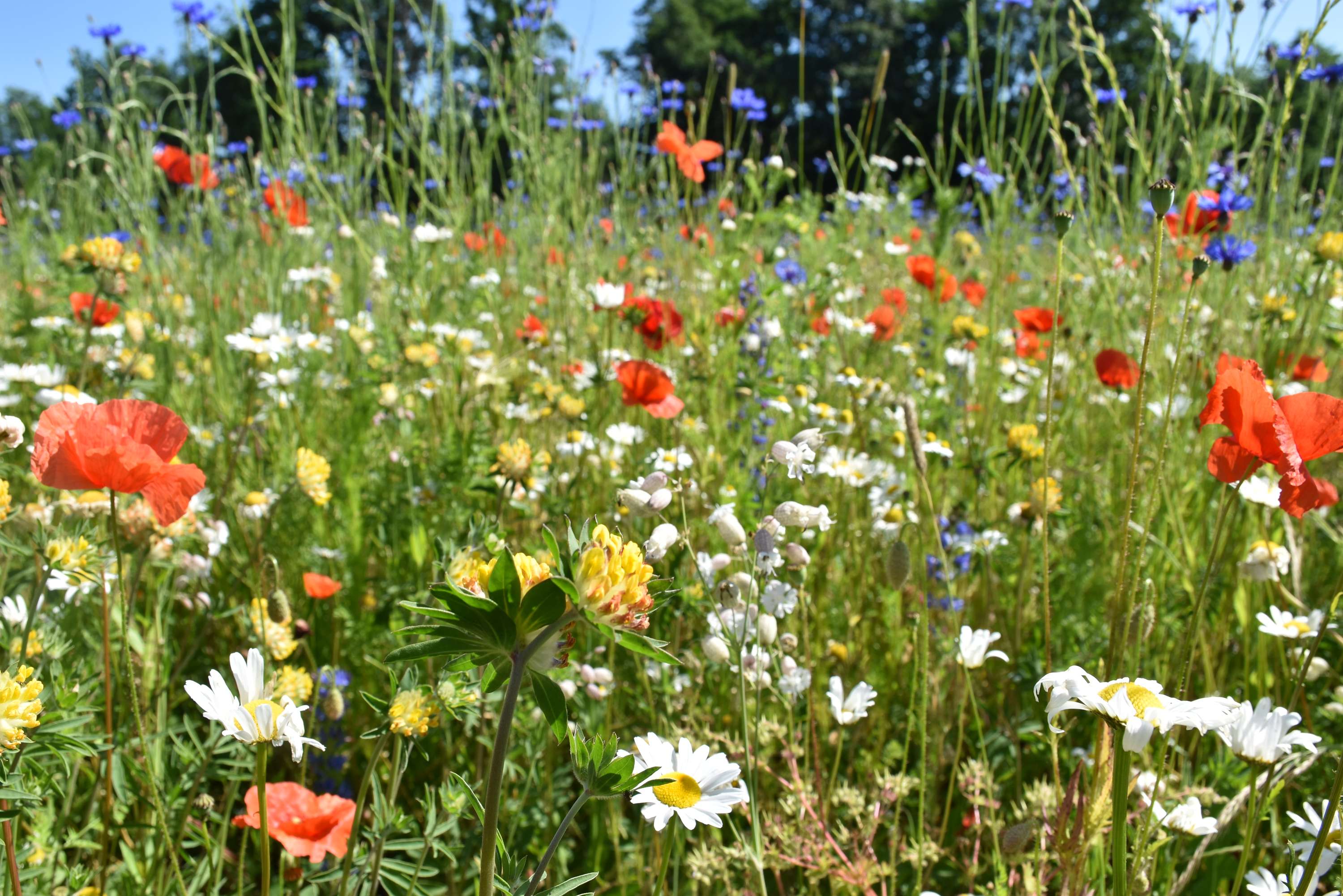 Bunte Blumenwiese
