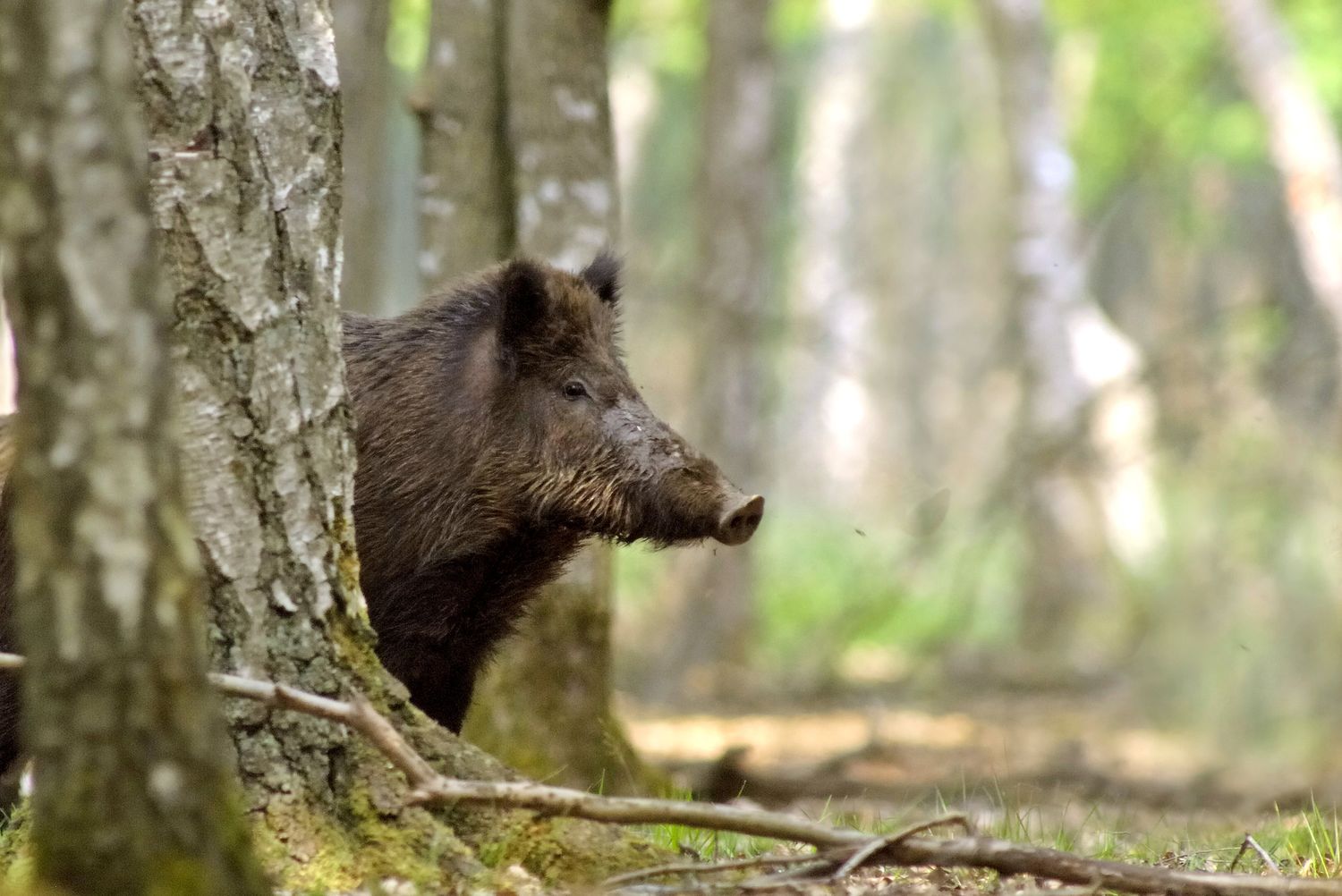 Jägern soll trotz Corona weiterhin die Jagdausübung möglich sein, um die Wildschweinbestände unter Kontrolle zu halten.