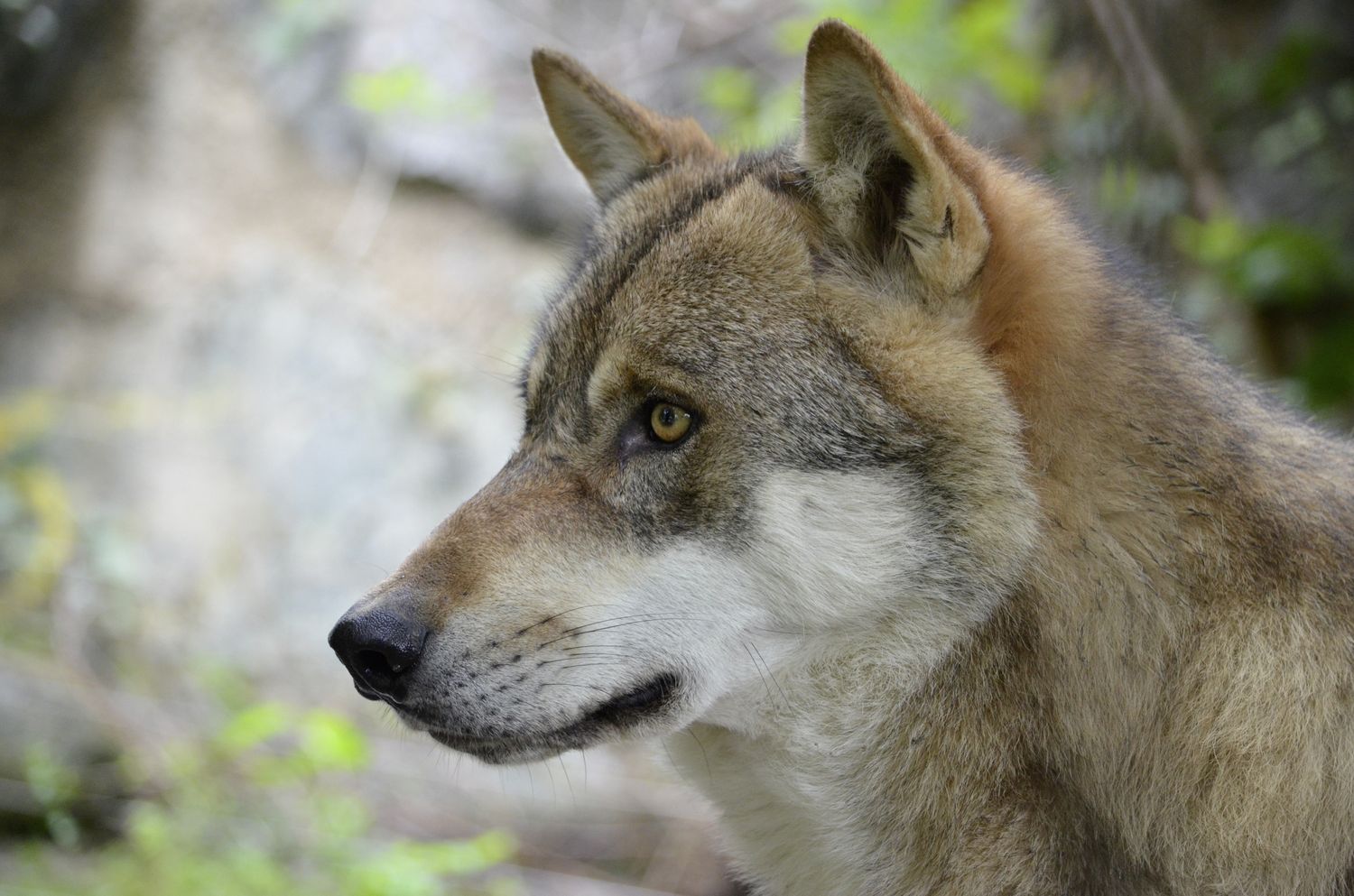Wolf 1242285