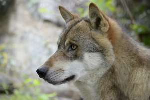 Wolf 1242285