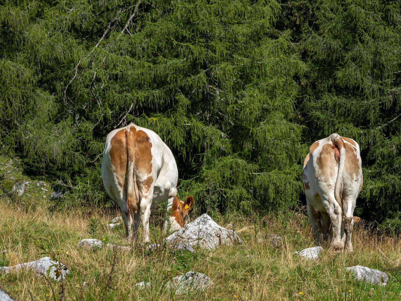 Fressende Rinder auf der Alm