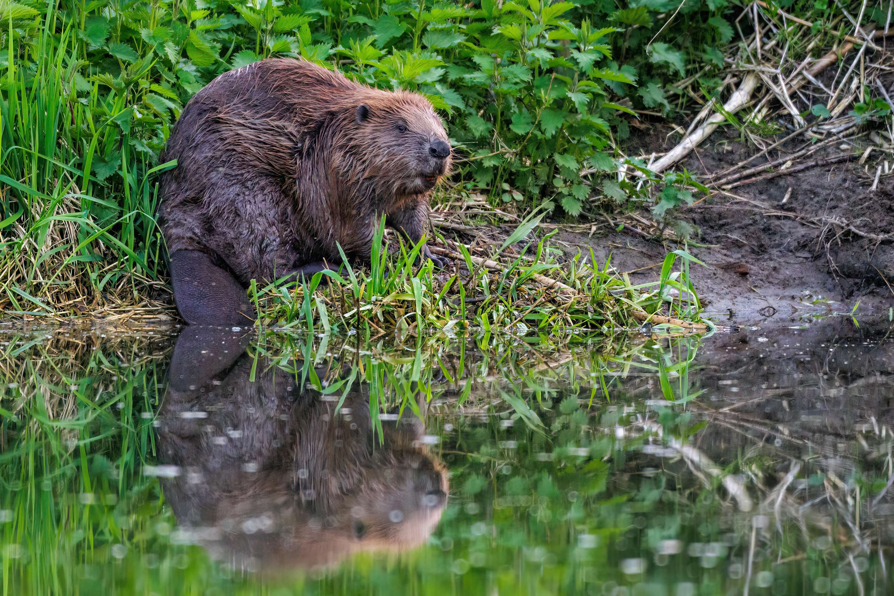 Biber am Wasser