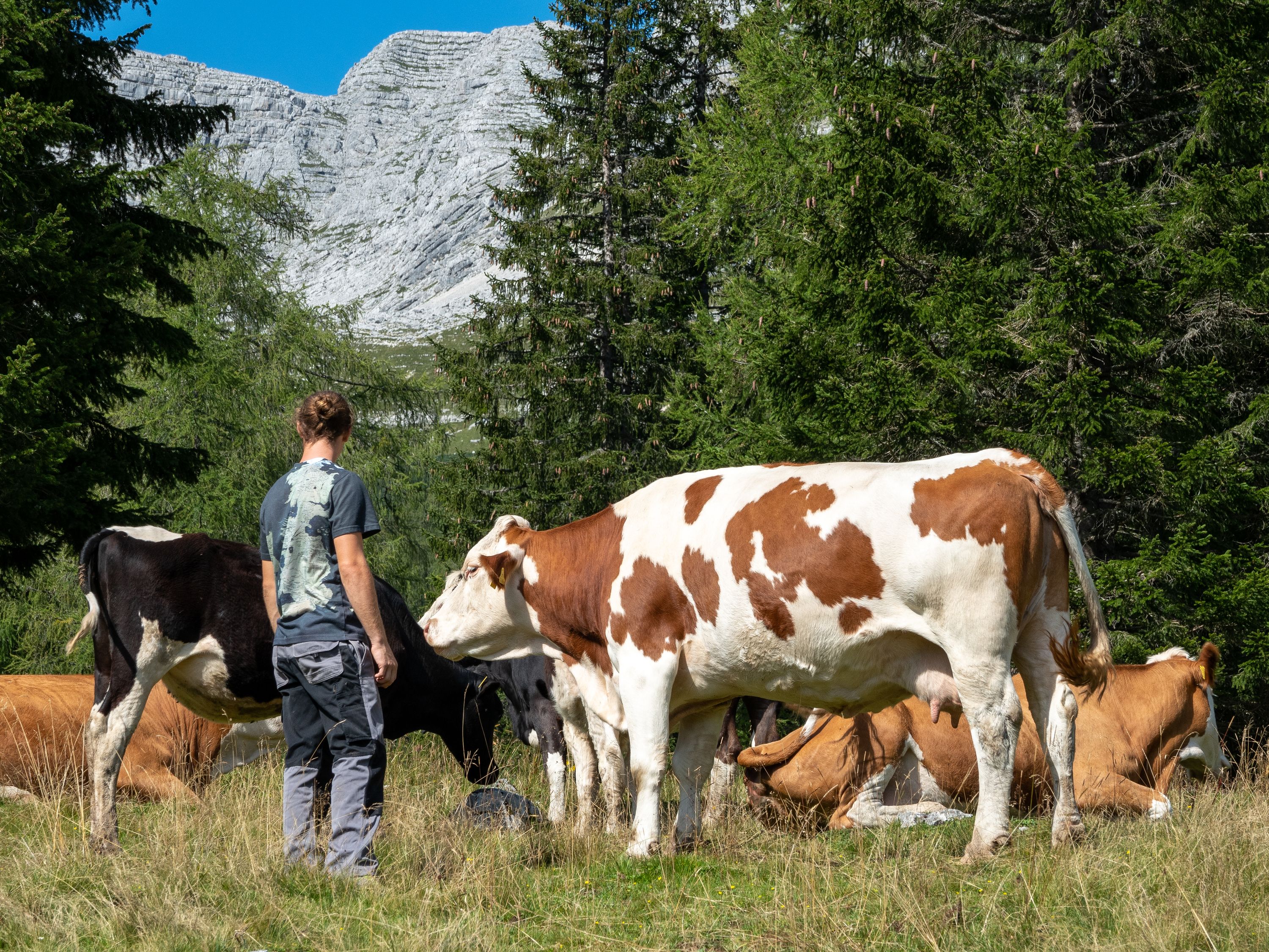 Weidevieh auf der Alm