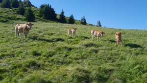 Kälber auf der Alm